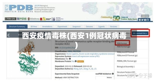 西安疫情毒株(西安1例冠状病毒)-第2张图片