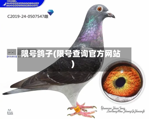 限号鸽子(限号查询官方网站)