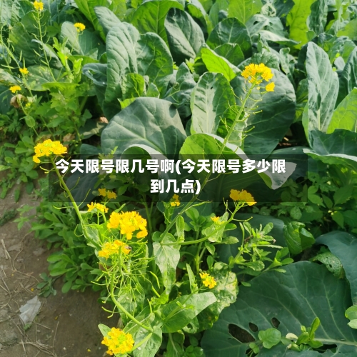 今天限号限几号啊(今天限号多少限到几点)-第2张图片