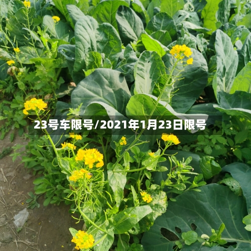 23号车限号/2021年1月23日限号