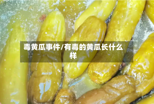 毒黄瓜事件/有毒的黄瓜长什么样-第2张图片