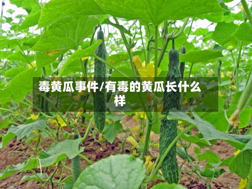 毒黄瓜事件/有毒的黄瓜长什么样
