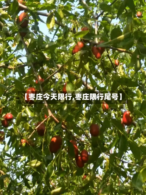 【枣庄今天限行,枣庄限行尾号】-第3张图片