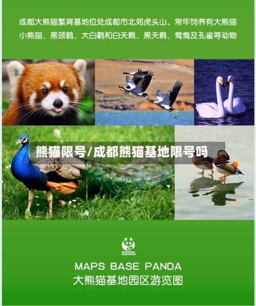 熊猫限号/成都熊猫基地限号吗-第3张图片