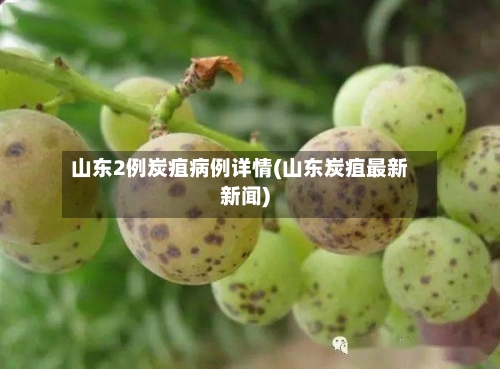 山东2例炭疽病例详情(山东炭疽最新新闻)-第2张图片