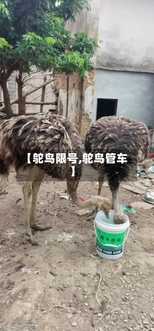 【鸵鸟限号,鸵鸟管车】-第2张图片