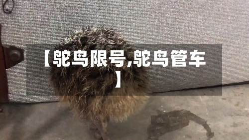 【鸵鸟限号,鸵鸟管车】-第3张图片