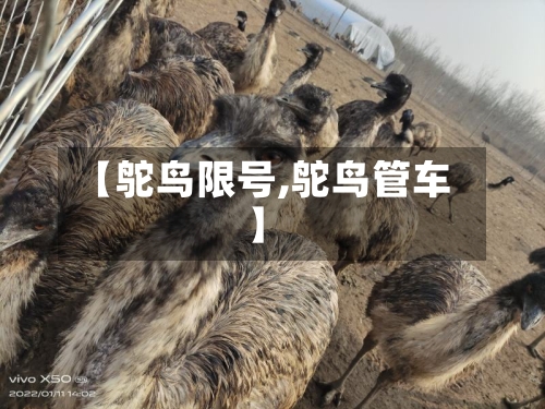 【鸵鸟限号,鸵鸟管车】