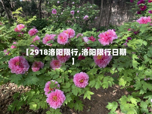 【2918洛阳限行,洛阳限行日期】