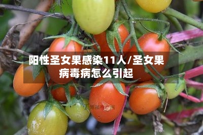阳性圣女果感染11人/圣女果病毒病怎么引起