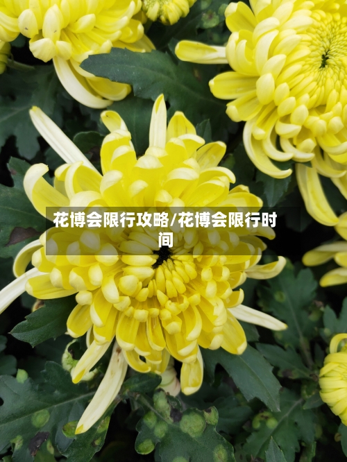 花博会限行攻略/花博会限行时间