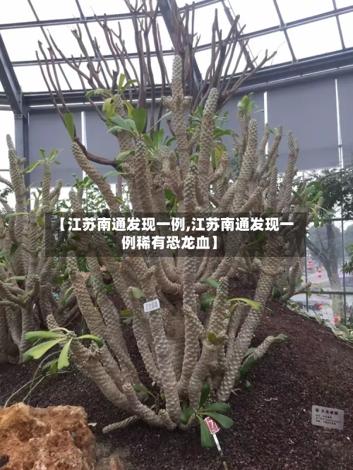 【江苏南通发现一例,江苏南通发现一例稀有恐龙血】
