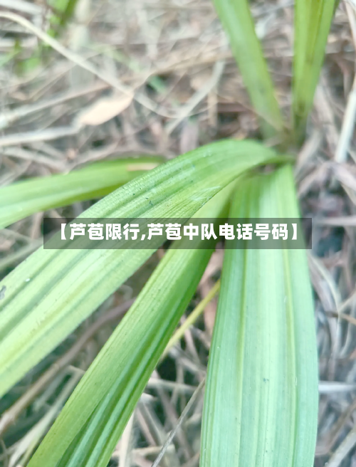 【芦苞限行,芦苞中队电话号码】