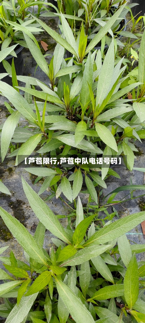 【芦苞限行,芦苞中队电话号码】-第3张图片