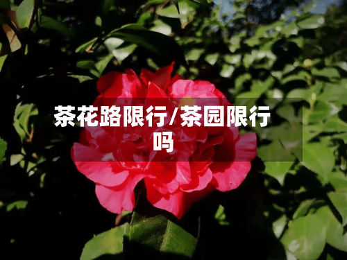 茶花路限行/茶园限行吗