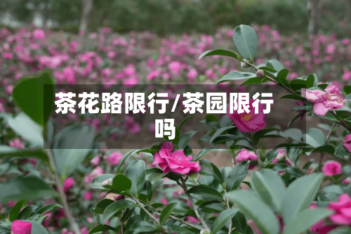 茶花路限行/茶园限行吗-第2张图片