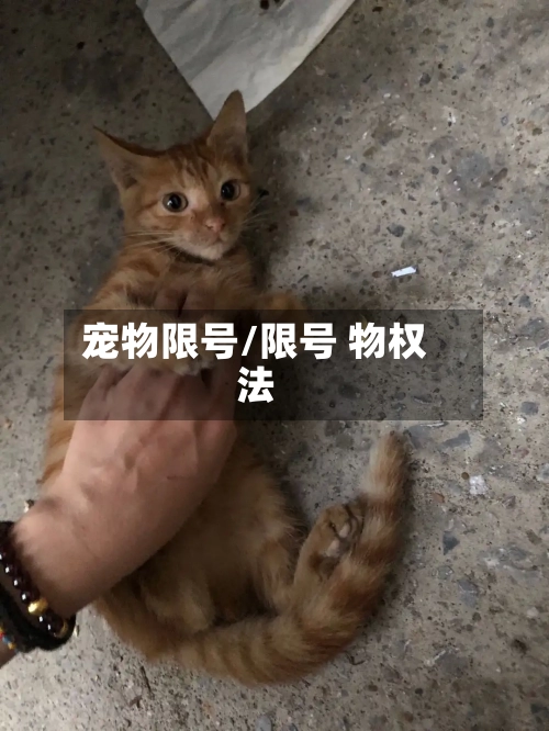 宠物限号/限号 物权法-第2张图片