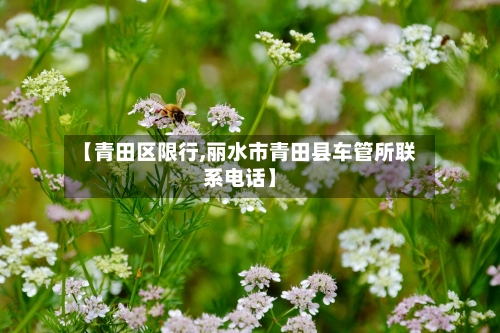 【青田区限行,丽水市青田县车管所联系电话】-第2张图片