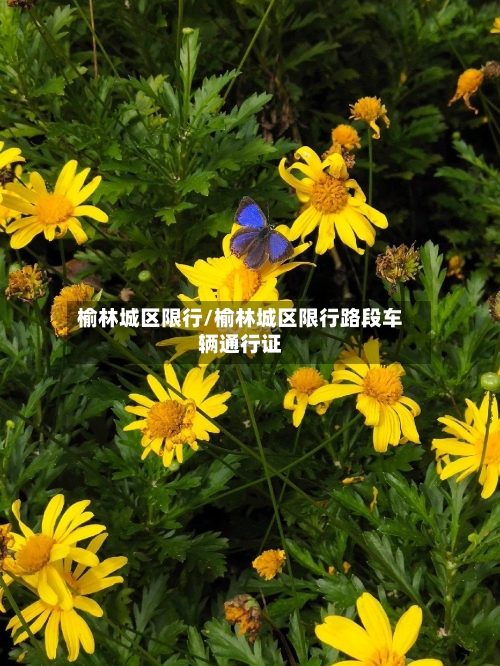 榆林城区限行/榆林城区限行路段车辆通行证