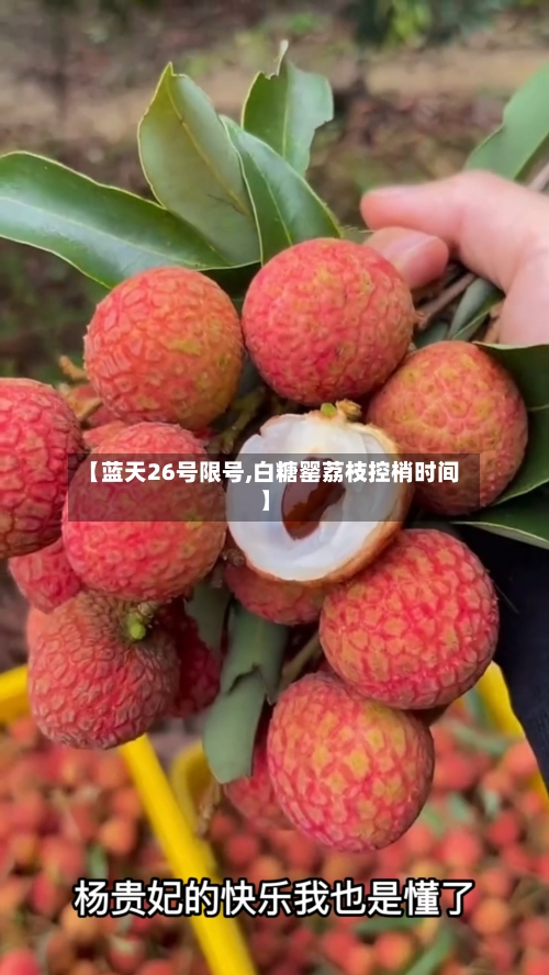 【蓝天26号限号,白糖罂荔枝控梢时间】