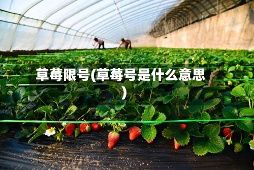 草莓限号(草莓号是什么意思)-第2张图片
