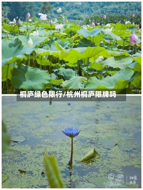 桐庐绿色限行/杭州桐庐限牌吗-第3张图片