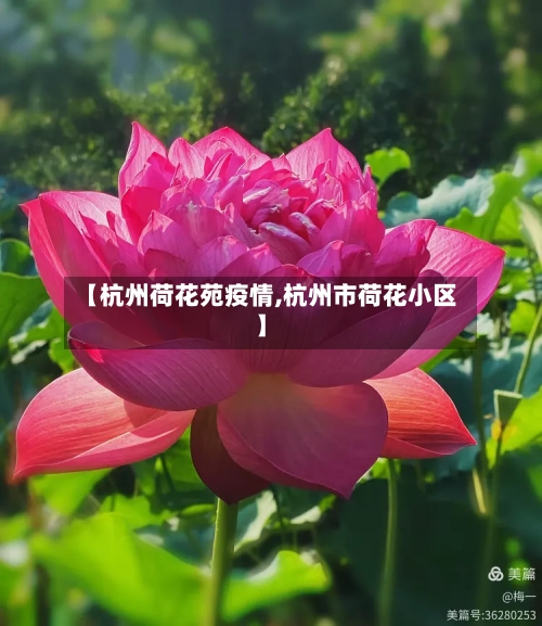 【杭州荷花苑疫情,杭州市荷花小区】-第2张图片