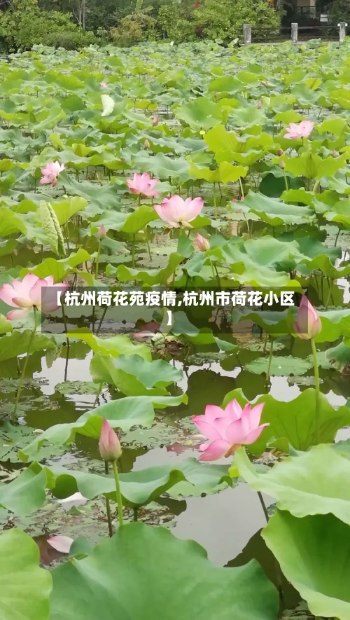 【杭州荷花苑疫情,杭州市荷花小区】-第3张图片