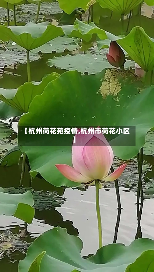 【杭州荷花苑疫情,杭州市荷花小区】
