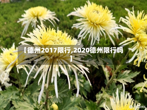 【德州2017限行,2020德州限行吗】-第3张图片