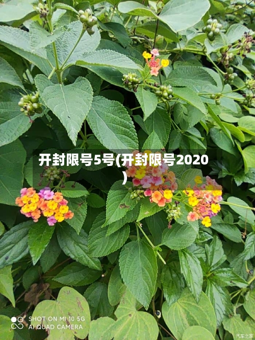 开封限号5号(开封限号2020)-第3张图片