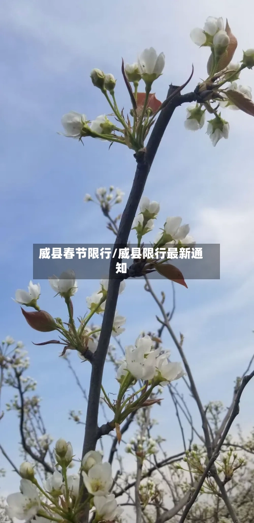 威县春节限行/威县限行最新通知-第3张图片